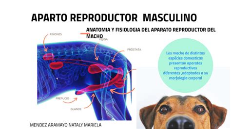 vaginas de perras|Aparato reproductor del perro, componentes en macho y hembra